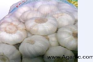 laiwu xinlong garlic 
