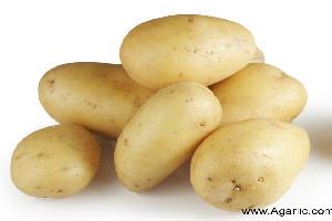 potato-www.agarlic.com