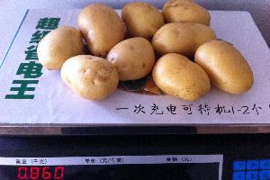 potato www.agarlic.com