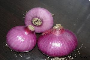 www.agarlic.com onion
