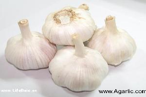 www.agarlic.com garlic 