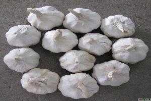 www.agarlic.com garlic 