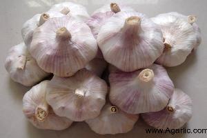normal white garlic www.agarlic.com 