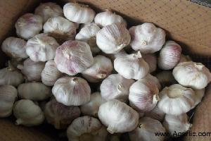Agarlic.com normal white garlic 