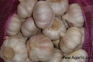 www.agarlic.com normal white garlic 5.5cm 10kg/mesh bag