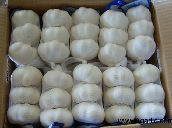 Pure white garlic 3pcs 10kg/carton