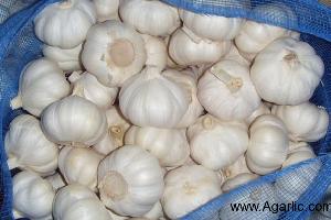 www.agarlic.com pur white garlic 5.5cm 10kg/mesh bag