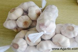 laiwu xinlong normal white  garlic 