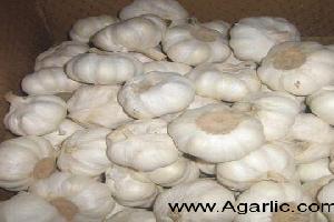 laiwu xinlong pure white garlic 