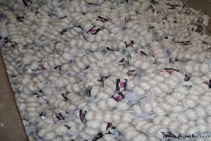 pure white garlic 10kg/carton 250g/mesh bag Agarlic.com