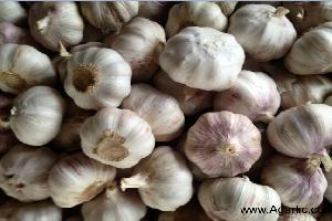 normal white garlic 2013 www.agarlic.com