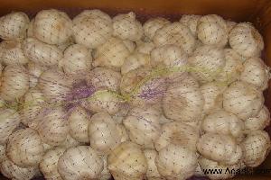 pure white garlic---agarlic.com