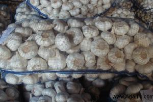 pure white garlic 5cm 10kg/mesh bag
