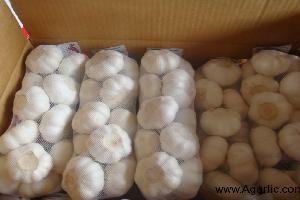 pure white garlic 5.5cm 1kg/mesh bag 10kg carton- agarlic.com