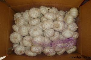 pure white garlic 6.0cm 6.5cm-Agarlic.com
