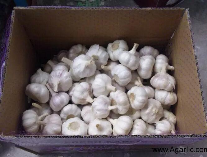 2017 New Garlic Crop 