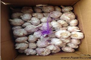 agarlic.com normal white garlic