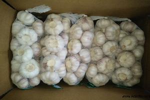 normal white garlic 6cm