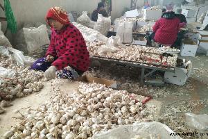 garlic supplier china