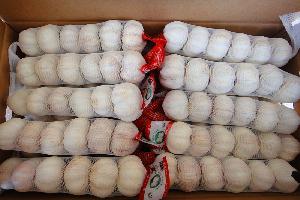 Agarlic.com normal white garlic 5cm 6pcs 250g/mesh bag 10kg/carton