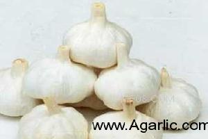 www.agarlic.com garlic 