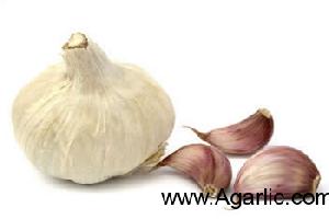 www.agarlic.com garlic 