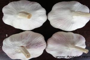 www.agarlic.com garlic 