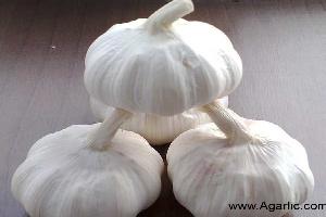 www.agarlic.com garlic 