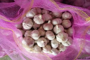 organic garlic seed china